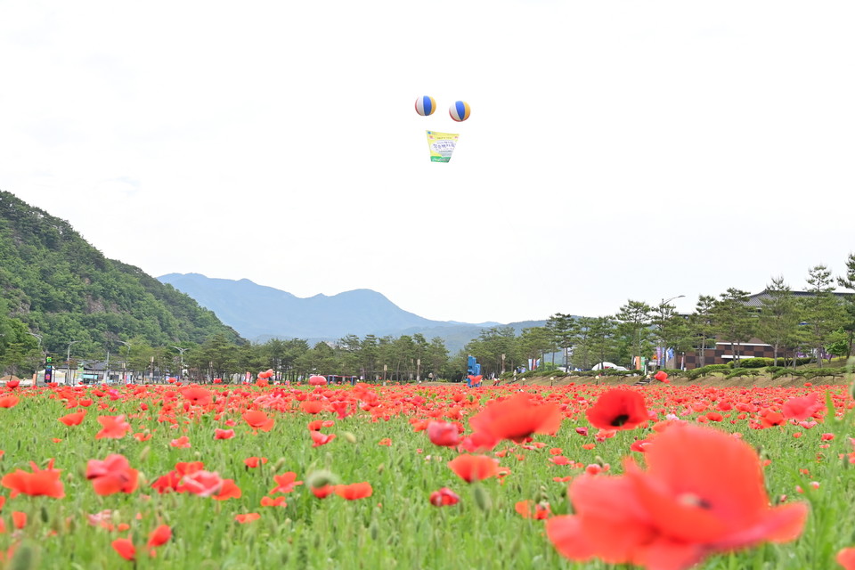 ▲청송군 주왕산관광단지 꽃양귀비.(사진 청송군청 제공)