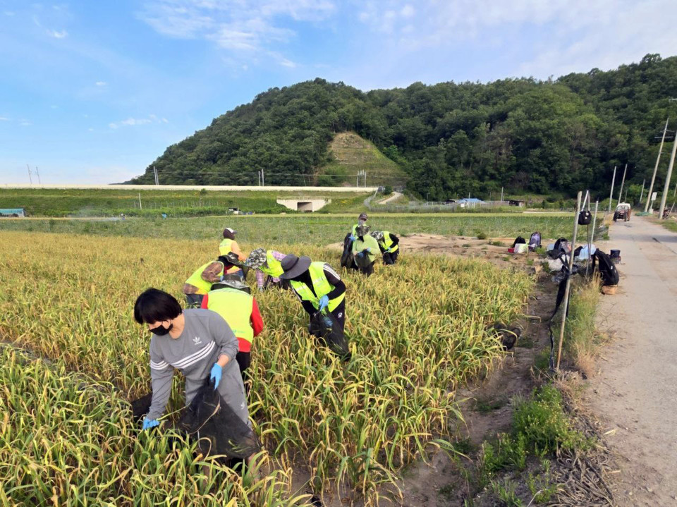 ▲공공형 외국인 계절근로.(사진 안동시청 제공)