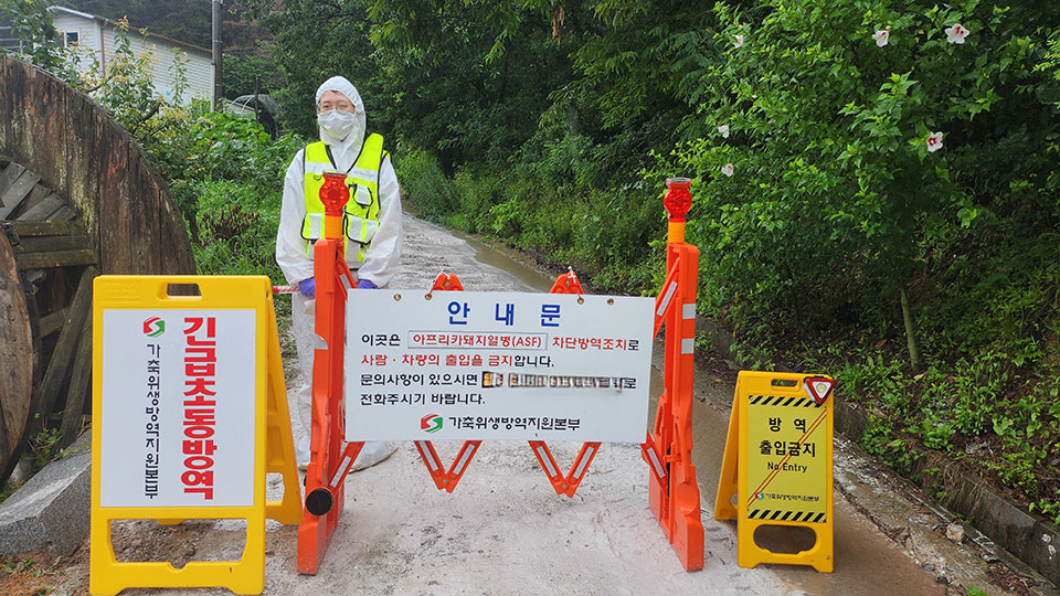 ▲안동시 남선면의 한 양돈농장에서 아프리카돼지열병이 발생했다.(사진 경북도청 제공)